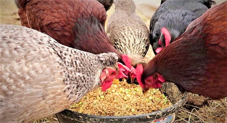 Poultry Feed Corn & Scratch @ Sunset Feed Miami